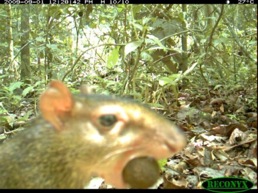 Camtrap agouti with seed